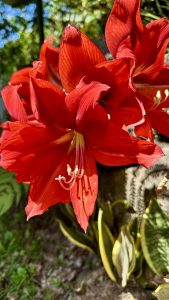 Large red trumpet-shaped flowers growing outdoors in Costa Rica, with bright petals against green leaves.