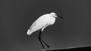 A crisp, high-contrast, black-and-white silhouette portrait of a Great Egret standing on a horizontal bar.