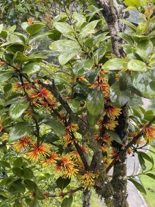 
A close-up view of a flowering tree with glossy green leaves and clusters of vibrant, tubular flowers. 