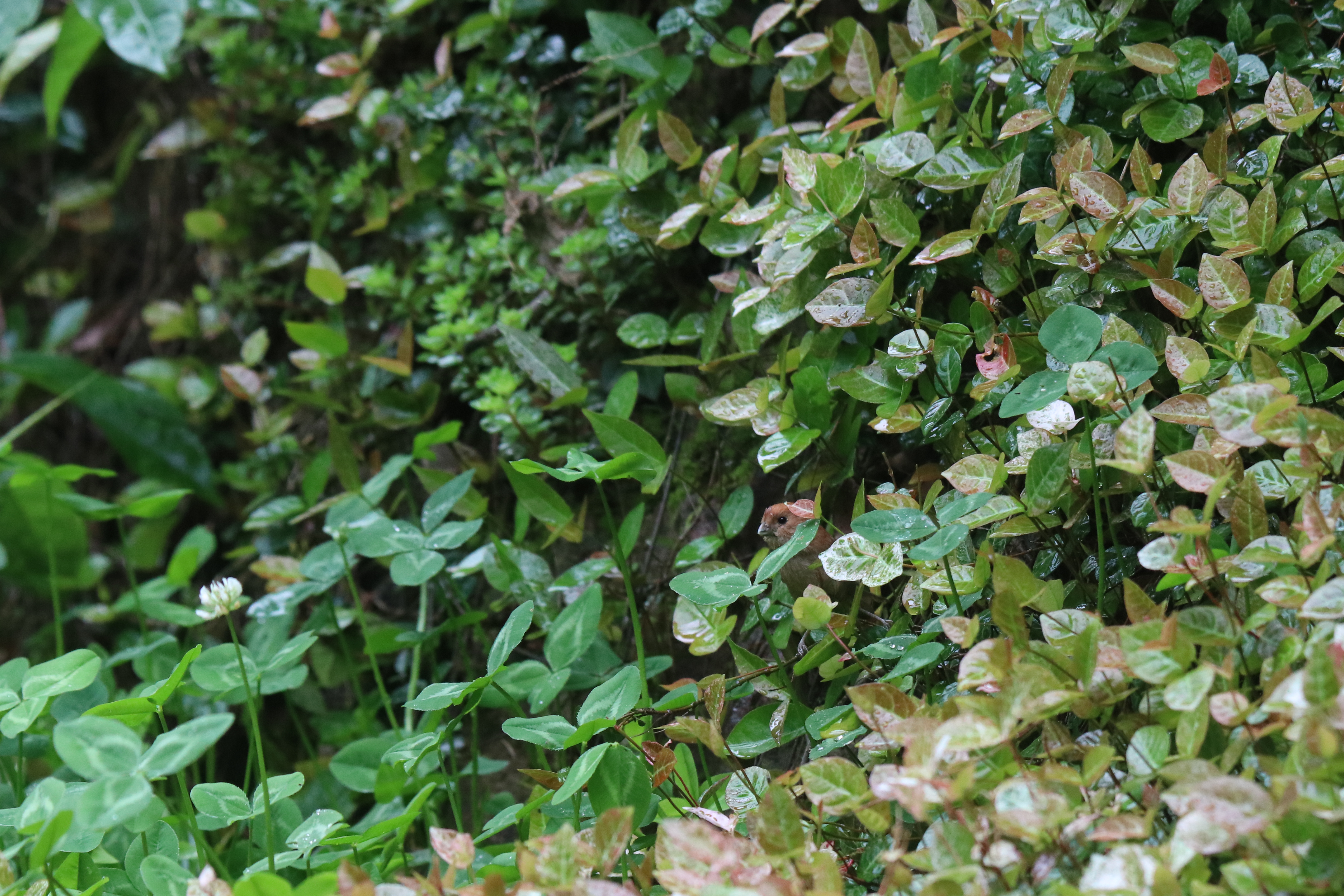 A small brown bird perched on wet grass on a hill, with raindrops visible, at East China Medical Botanical Garden.