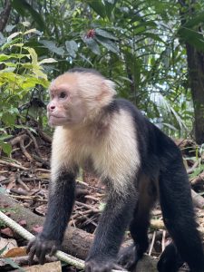 White-faced Capuchin Monkey (mono cariblanco) at Manuel Antonio National Park, Costa Rica