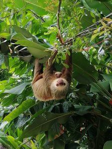 A sloth hangs upside down from a branch, surrounded by lush green leaves and tropical plants. The sloth has a gentle expression and is grasping the branch with its long limbs while peering down at the viewer.