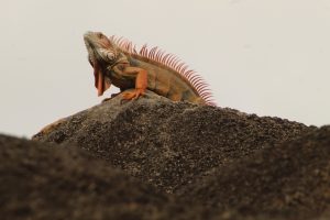 Caiman lizard at Zoo Miami.