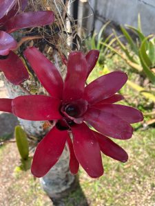 this image shows a bromelia with a deep winered color, its thick and glossy leaves arranged in a star shape