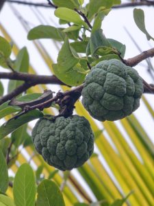 Two green, bumpy custard apples hang from a tree branch among leaves, with blurred palm fronds in the background.