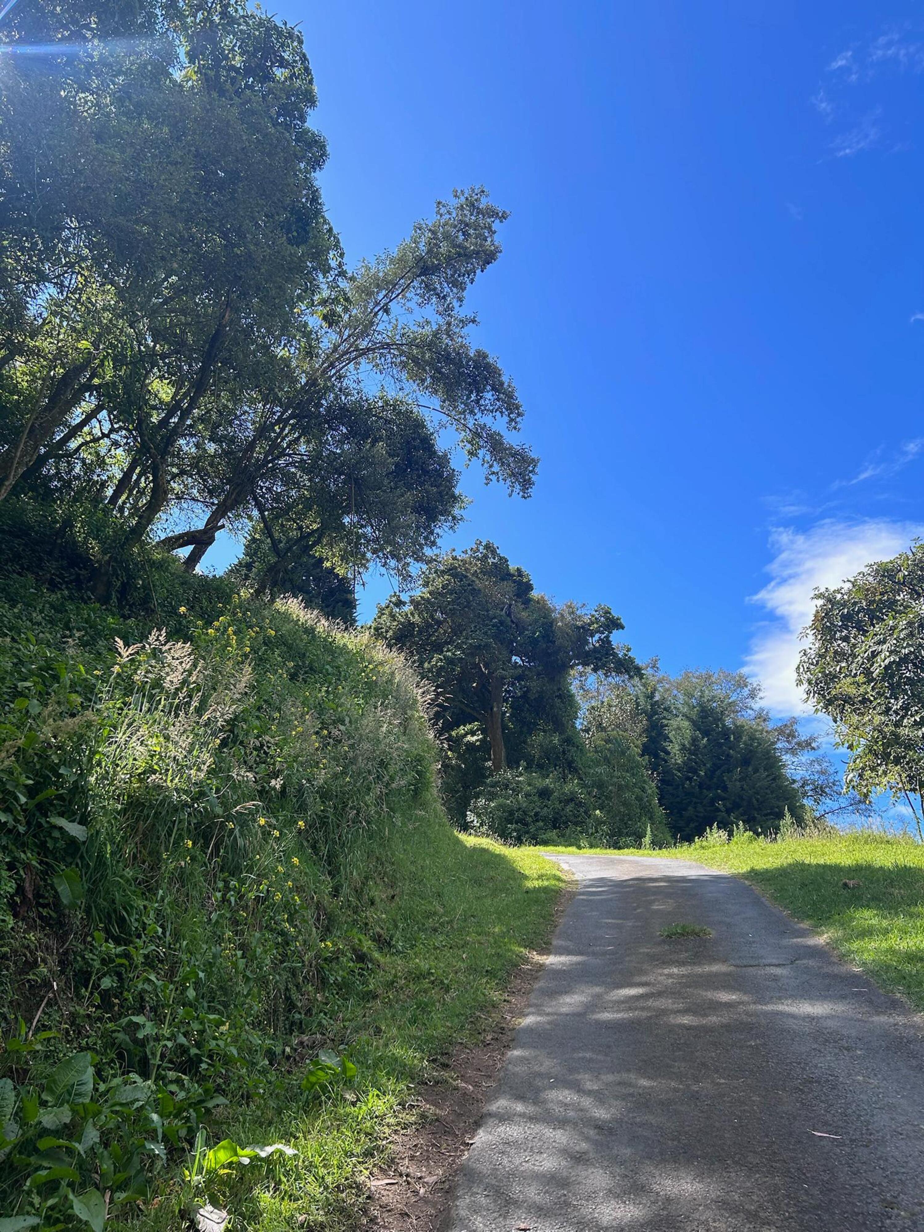 A paved path curving uphill through a lush green landscape, surrounded by tall trees and wild vegetation under a clear blue sky. Sunlight filters through the leaves, creating a peaceful countryside scene