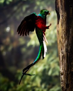 A vibrant Quetzal bird with iridescent green and red plumage is captured in mid-flight near a wooden tree trunk. The bird has long, colorful tail feathers, and its wings are partially spread as it approaches a hole in the tree. The background features a blurred, lush forest, enhancing the bird's striking colors.