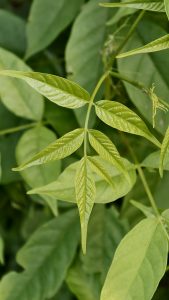 A close up shot of a bright green compound leaf showing detailed veins and a glossy surface against a blurred background.
