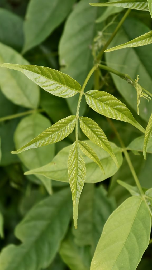 A close up shot of a bright green compound leaf showing detailed veins and a glossy surface against a blurred background.