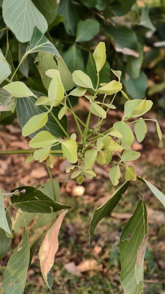 Close up of small light green leaves growing from a thin branch. Some larger dark green leaves with holes and brown spots are in the blurred background. The plant grows over brown soil and dried leaves.