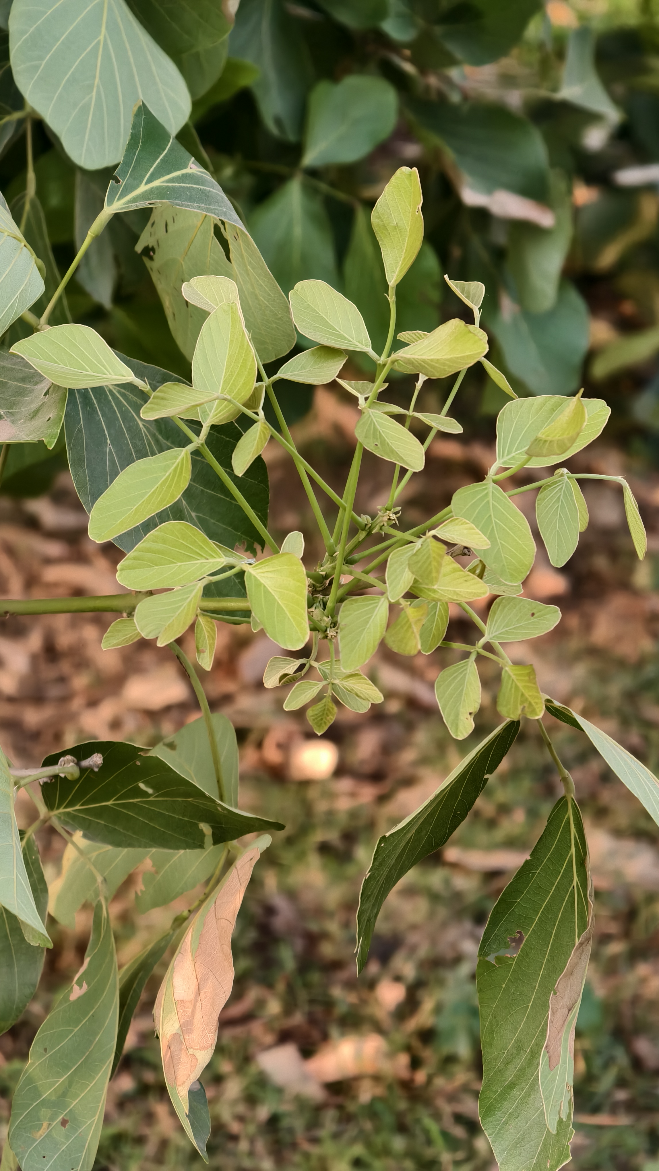Close up of small light green leaves growing from a thin branch. Some larger dark green leaves with holes and brown spots are in the blurred background. The plant grows over brown soil and dried leaves.