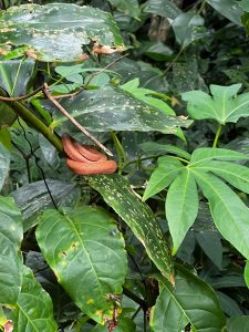 An orange snake resting on a leaf, photographed in Cahuita National Park.
