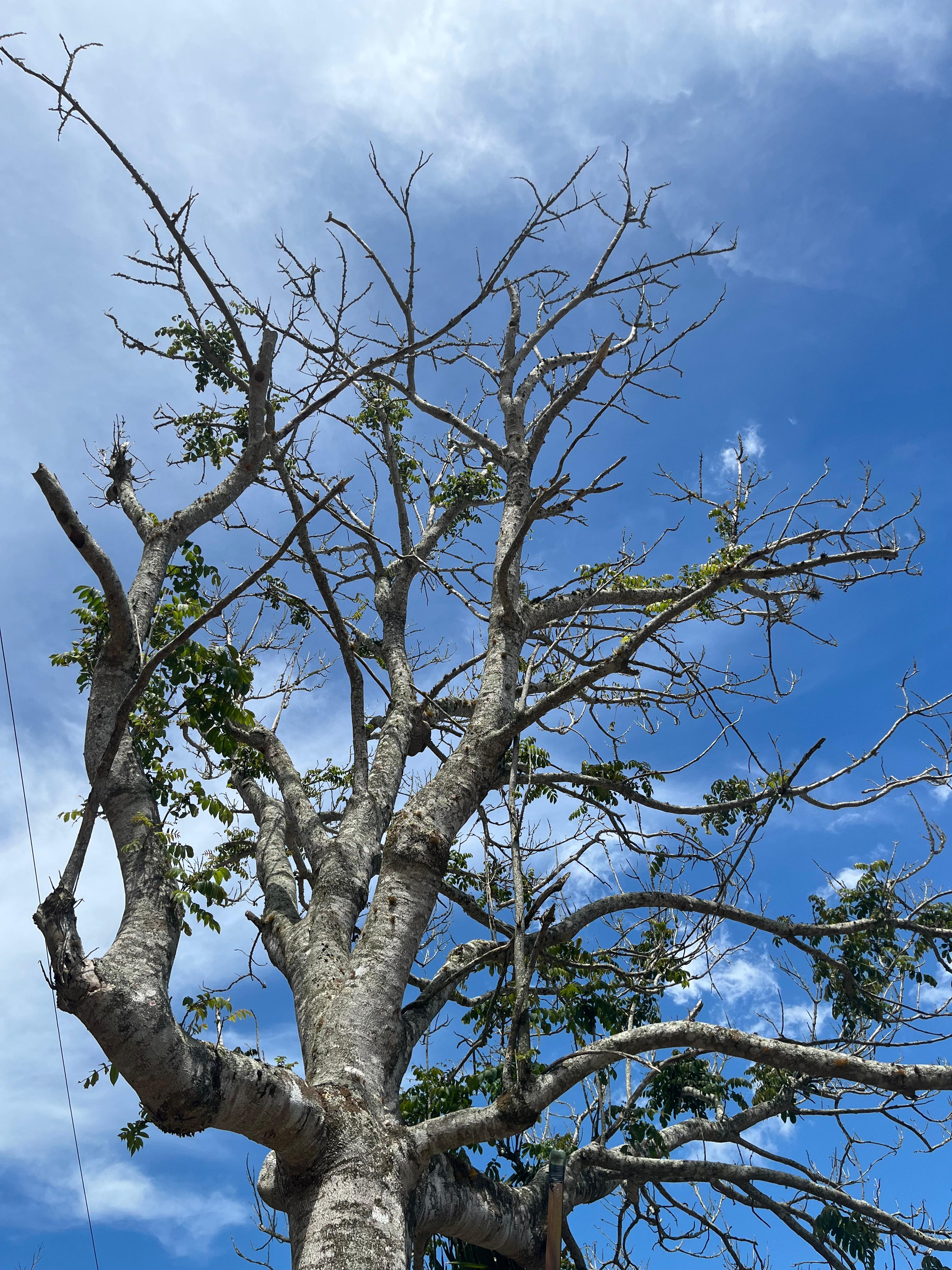 A tall, leafless tree with a gnarled trunk and many branches reaching towards a bright blue sky.