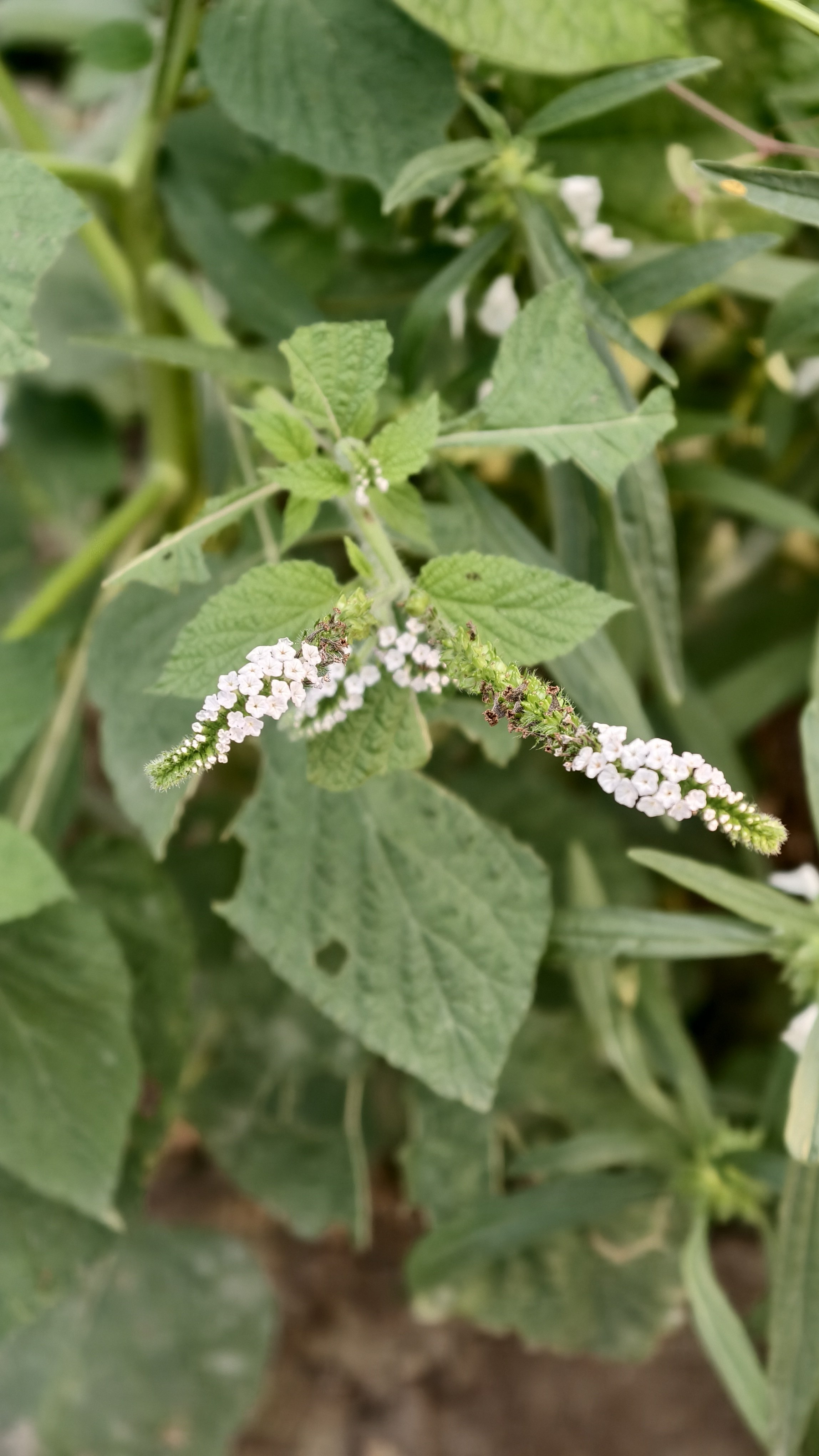 Small white flowers grow in a curved spike formation on a green plant with textured, serrated leaves.
