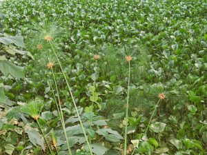 Tall papyrus stalks with umbrella-shaped tops rising from water, surrounded by dense water hyacinth and aquatic vegetation.
