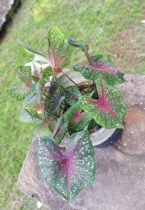 A potted caladium plant with green leaves, pink centers, and white speckles placed on a concrete surface.