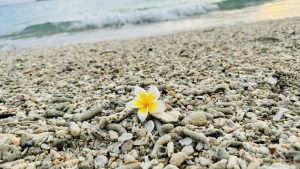 A yellow and white frangipani flower on a coral beach, with a soft wave and turquoise water blurred in the background under a bright sky.