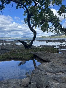 A solitary, twisted tree stands on a rocky shoreline, with its roots visible among patches of green moss. The reflections of the tree and surrounding landscape can be seen in the calm water pools nearby. In the background, rolling hills and distant mountains stretch under a partly cloudy blue sky, with hints of sailboats dotting the water. The scene conveys a tranquil, natural coastal environment.
