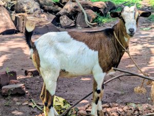 A brown and white goat stands on a dirt path, looking toward the camera.