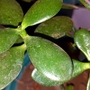 Close-up of vibrant green succulent leaves with a shiny texture.