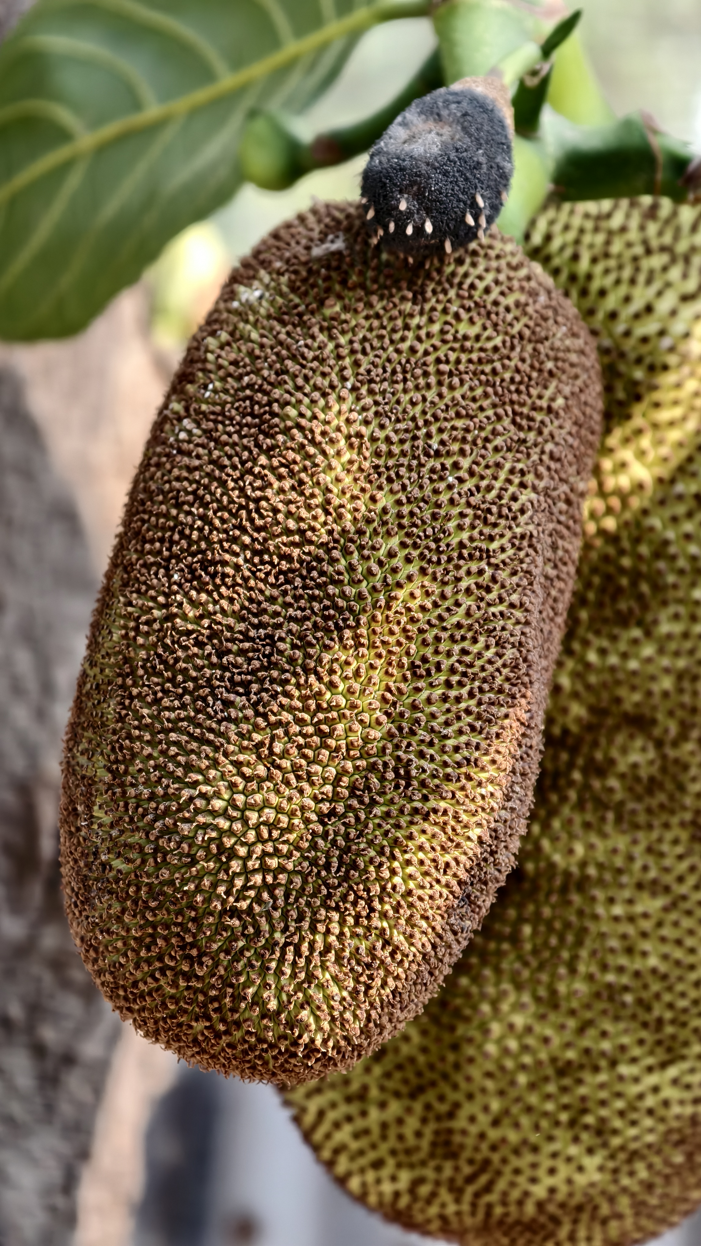 A young brownish green jackfruit hangs from a tree with a small black bud at the top against a blurred background of tree bark.