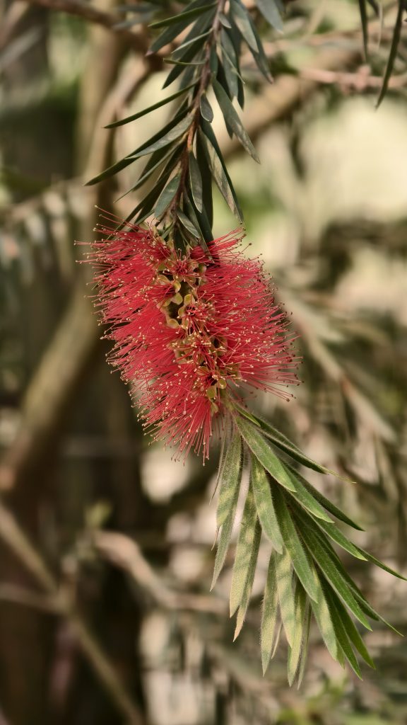 A vibrant red bottlebrush flower with long thin stamens hangs from a branch with slender green leaves.