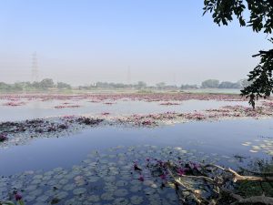 A calm lake with pink water lilies and green pads, reflecting the sky, with distant trees, power towers, and overhanging branches.