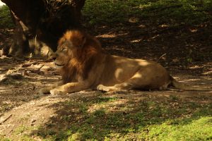 A lion resting on the ground under a tree, with a lush green background. The lion has a thick mane and is lying peacefully, its body partially in the shade while sunlight illuminates parts of its fur, highlighting its muscular build.