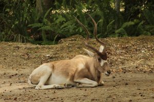 A graceful antelope resting on the ground, with light brown fur and distinct spiral horns. The animal is positioned on its side, surrounded by a natural setting with patches of dirt and scattered leaves, while lush greenery provides a backdrop.