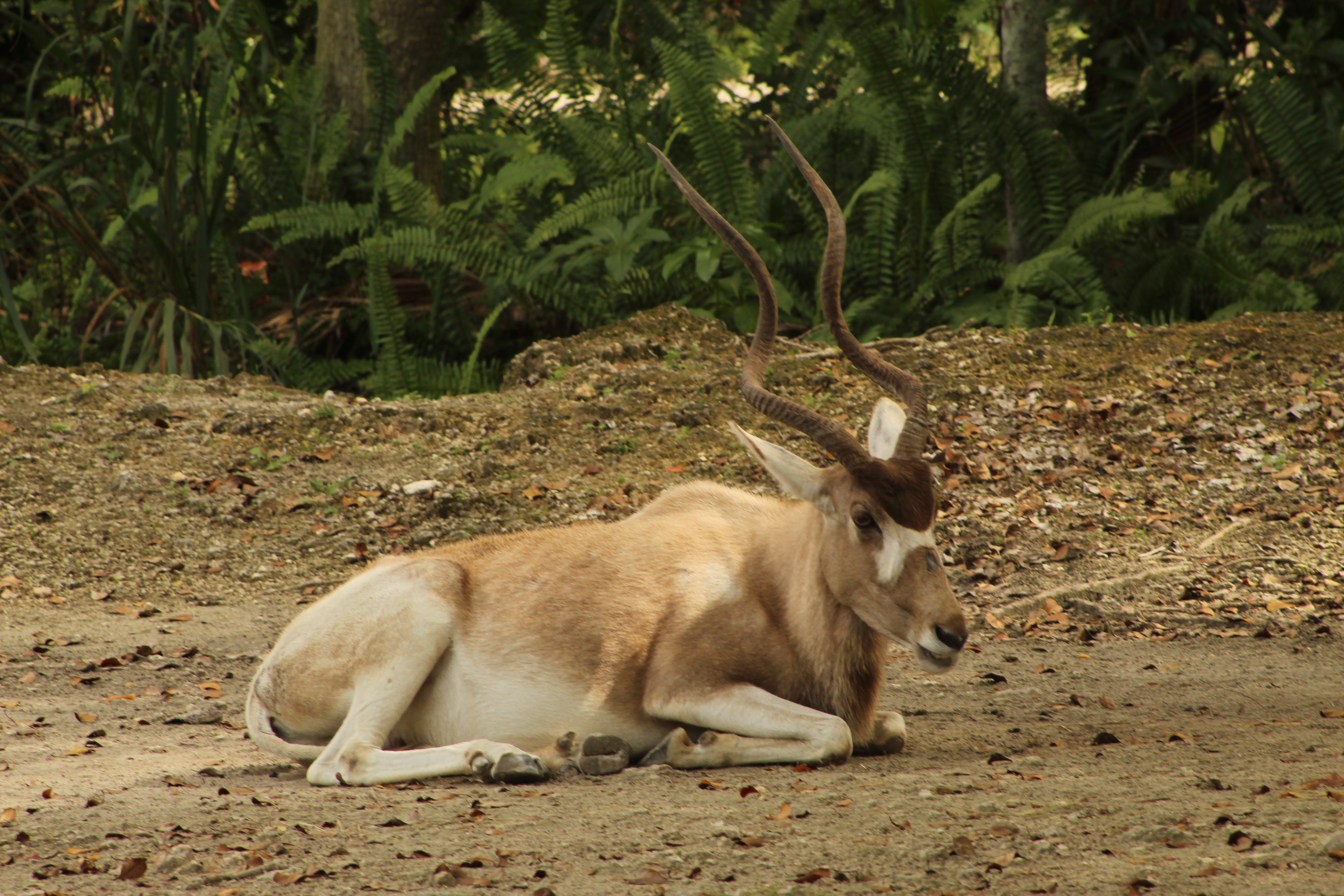 A graceful antelope resting on the ground, with light brown fur and distinct spiral horns. The animal is positioned on its side, surrounded by a natural setting with patches of dirt and scattered leaves, while lush greenery provides a backdrop.