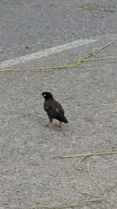A brown and black Common Myna bird walks across a grey asphalt road scattered with small pieces of dry straw and grass.