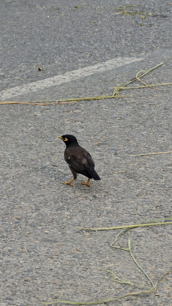 A brown and black Common Myna bird walks across a grey asphalt road scattered with small pieces of dry straw and grass.