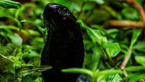 A tight, extreme close-up photograph capturing the head and neck of a Forest Cobra. The snake, with glossy black scales, is looking up toward the left with its hood partially flattened.