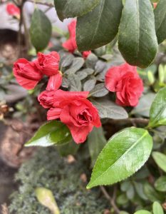 Vibrant red flowers bloom on a bush surrounded by lush green leaves