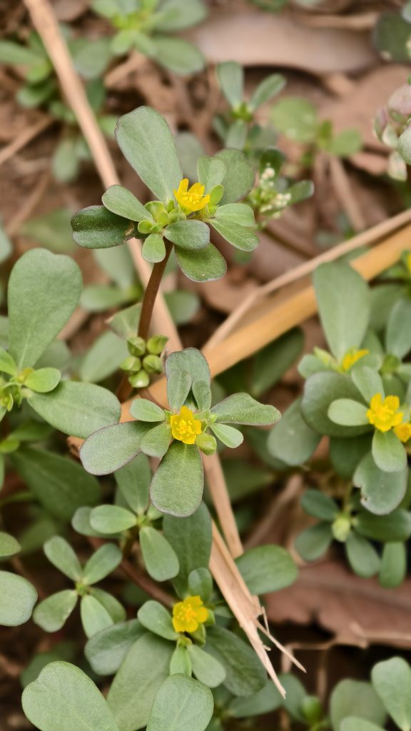 A close-up view of a ground cover plant featuring thick, oval-shaped green leaves and small yellow flowers.