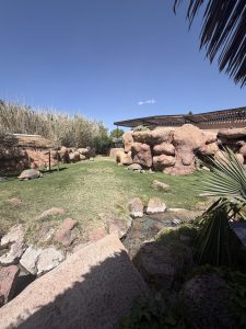 Three tortoises are grazing in the grass on a sunny day.