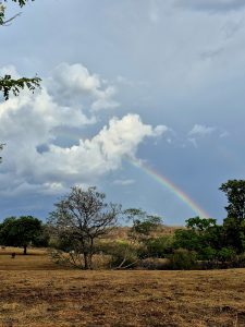 A landscape scene featuring a rainbow arching across a partly cloudy sky. In the foreground, there are dry, brownish fields with scattered trees, including a large green tree on the left and a leafless tree nearby. In the middle distance, some animals can be seen grazing, while a hilly terrain is visible in the background.