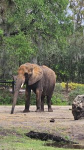 An adult elephant standing on a sandy area surrounded by lush green vegetation, with trees and plants in the background.