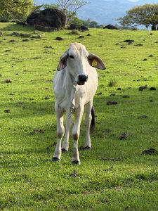 A white cow is standing in a green field, with trees and mountains in the background