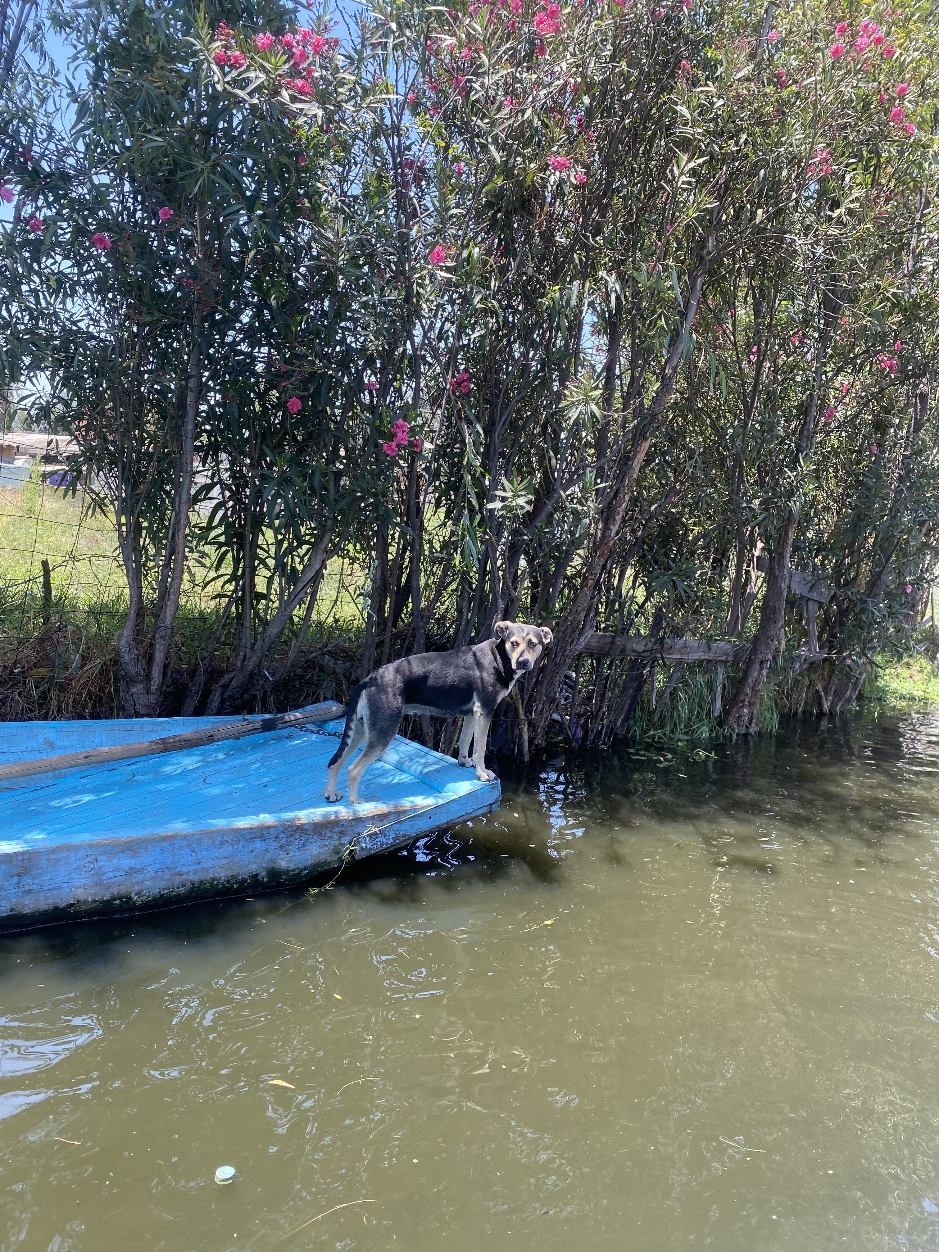 A dog standing on the edge of a light blue boat that is floating in calm water. Lush green plants and flowering shrubs are visible in the background, with a clear blue sky above. The scene conveys a peaceful, natural environment.