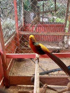 
A vibrant golden pheasant perched on a wooden branch inside a bird cage