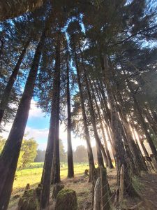A view looking up at tall trees with a blue sky and soft light peeking through the branches. The scene shows a forested area with a grassy field in the background, where a few cows are grazing. Sunlight filters through the trees, creating a serene atmosphere.