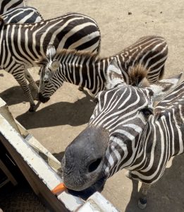 A close-up view of a zebra reaching towards the camera, with its mouth open as it takes a carrot being offered. In the background, two other zebras with distinct black and white stripes are visible, set against a sunlit, sandy environment.