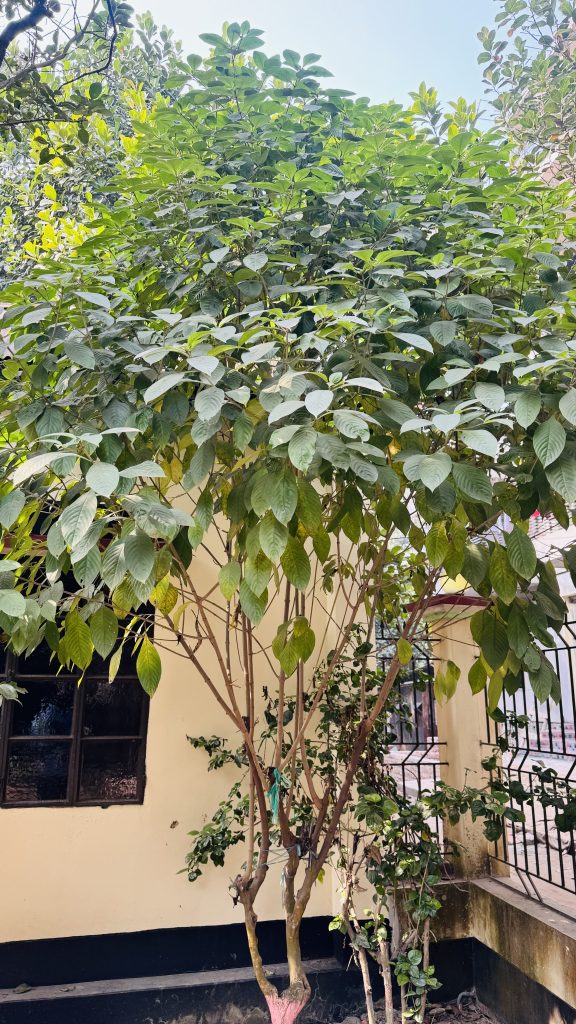 A leafy tree with a thick trunk and multiple branches stands in front of a light-colored wall, partially obscuring a window.