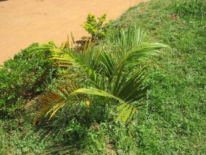 A small young palm with green fronds grows in wild grass. Some lower leaves are turning yellow and brown. It stands near a red dirt path.
