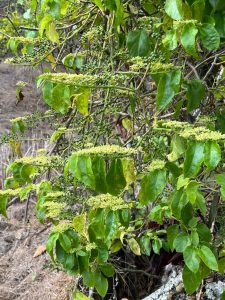 Climbing plant with many green leaves and small clusters of yellowish-green flowers. You can also see small, round green berries growing on the stems.
