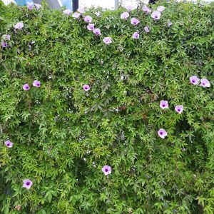 A lush green wall covered with vibrant purple flowers, featuring heart-shaped leaves and multiple blooms scattered throughout.