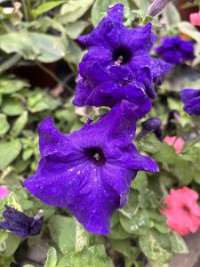 Close-up of two vibrant purple petunia flowers in bloom surrounded by green leaves and blurred pink flowers in the background.