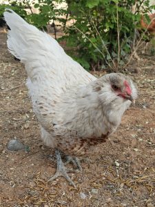 A close-up of a hen with mostly white feathers and light brown speckles, standing on dirt with scattered pieces of feed.