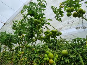 
A greenhouse filled with tomato plants, showcasing numerous green tomatoes hanging from the vines.